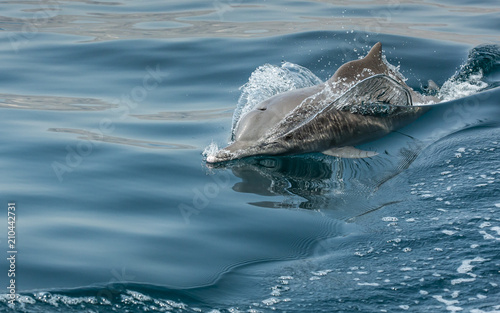 playful humpback dolphins in a coastal waters of Musandam Oman photo