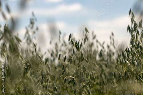 defocusing. field of oats on blue sky background