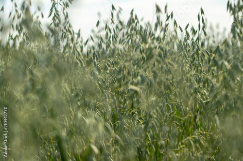 defocusing. field of oats on blue sky background