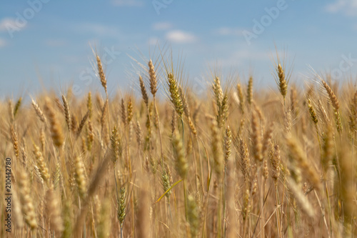 wheat field on blue sky background