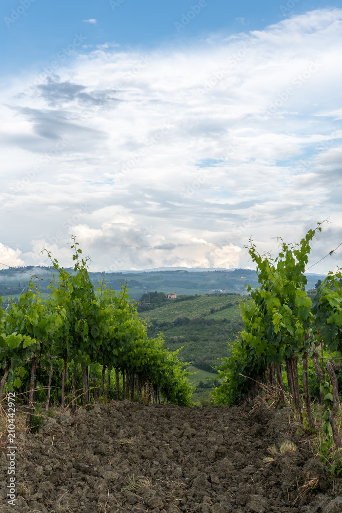 Obraz premium Reben in Italien 