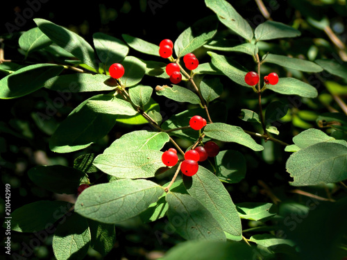 Red berries on bush