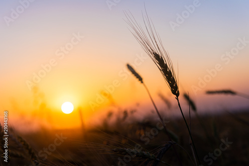 Cereal wheat fields at sunrise