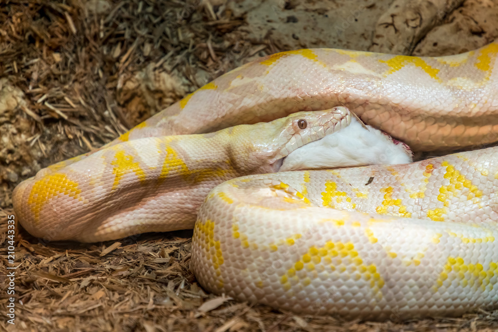 Burmese Python Eating Rabbit