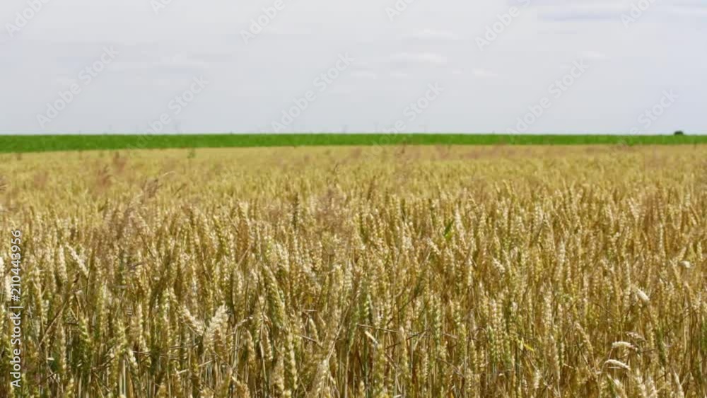 champ de blé