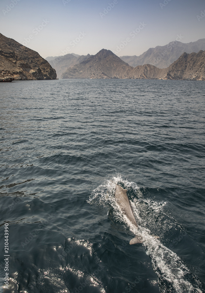 playful humpback dolphins in a coastal waters of Musandam Oman