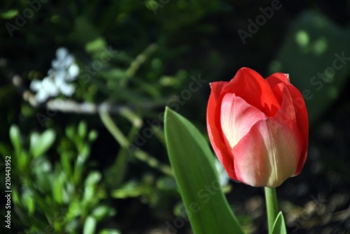 red orange tulip