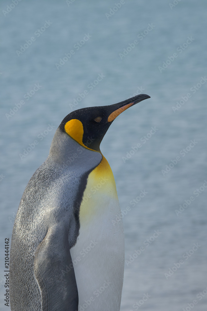 Fototapeta premium King Penguin, South Georgia Island, Antarctic