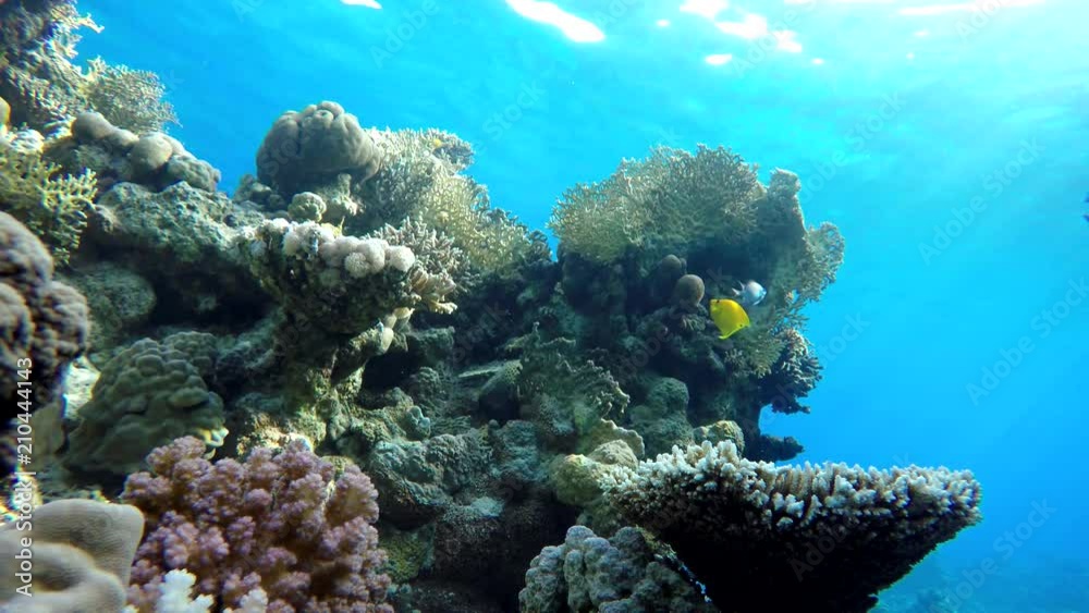Life in the ocean. Tropical fish and coral reefs. Beautiful corals. Life in the ocean. Tropical fish and coral reefs. Beautiful corals.