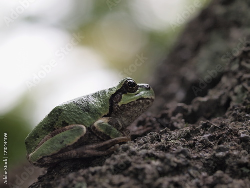 右上を見つめるニホンアマガエル