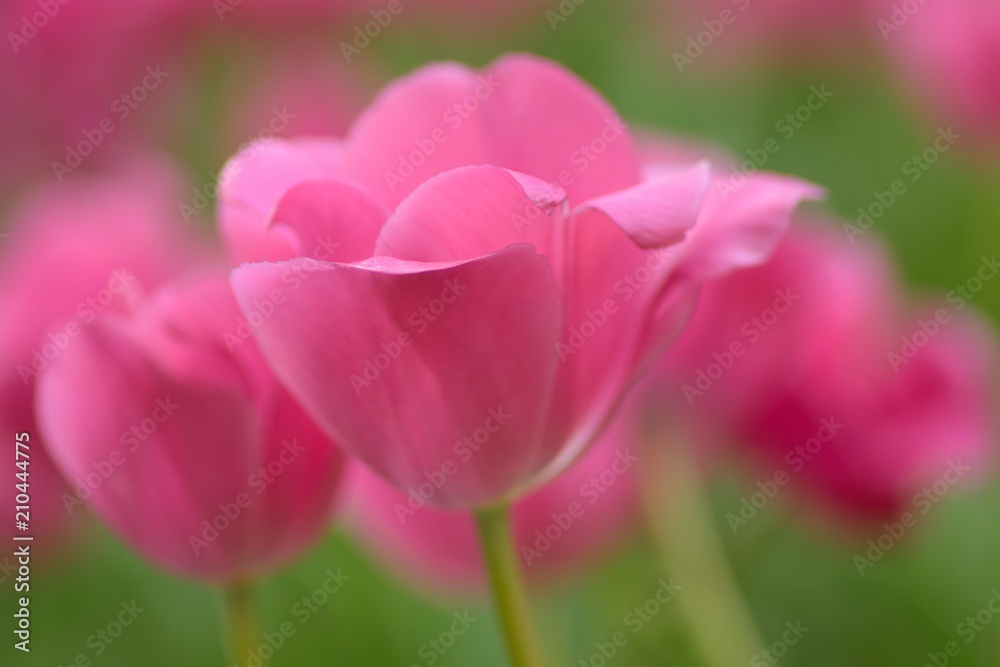Macro details of Pink Tulip flowers in garden Macro details of Pink Tulip flowers in garden