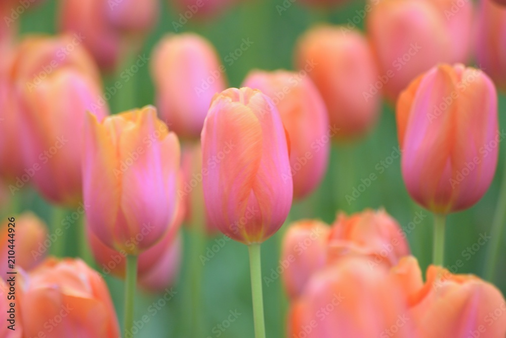 Macro details of Orange Tulip flowers in garden