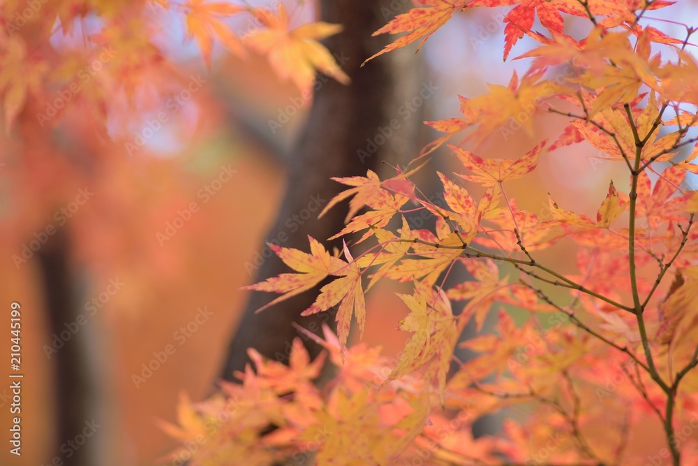 Landscape of colorful Japanese Autumn Maple leaves Landscape of colorful Japanese Autumn Maple leaves