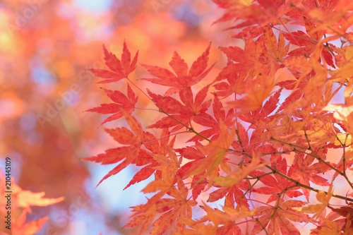Landscape of colorful Japanese Autumn Maple leaves