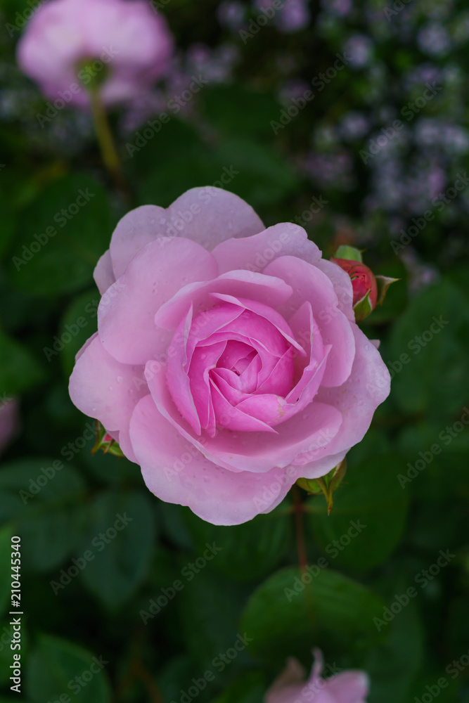 Colorful, beautiful, delicate flower rose in the garden Colorful, beautiful, delicate flower rose in the garden