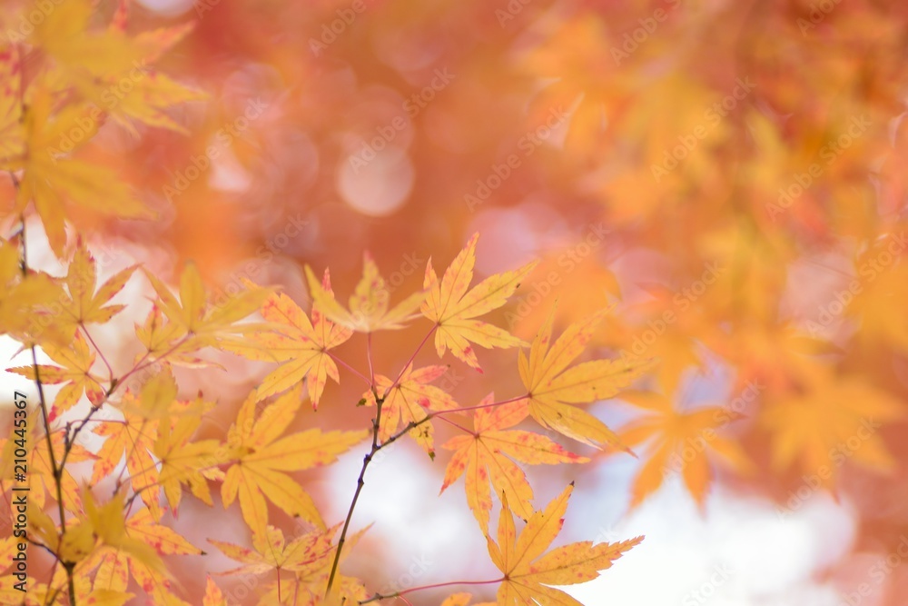 Landscape of colorful Japanese Autumn Maple leaves Landscape of colorful Japanese Autumn Maple leaves