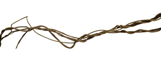 Twisted wild liana jungle vine tropical plant isolated on white background, clipping path included