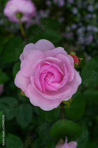 Colorful, beautiful, delicate flower rose in the garden