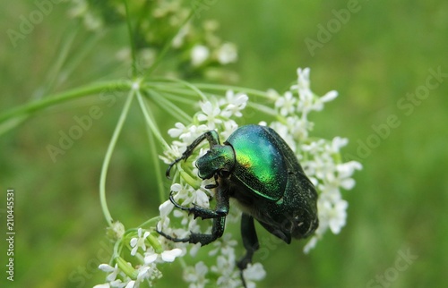 Canvas-taulu Green chafer beetle on white flowers in the meadow, natural green background, cl