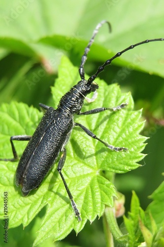 Black longhorn beetle on green leaves in the garden, closeup © natalya2015