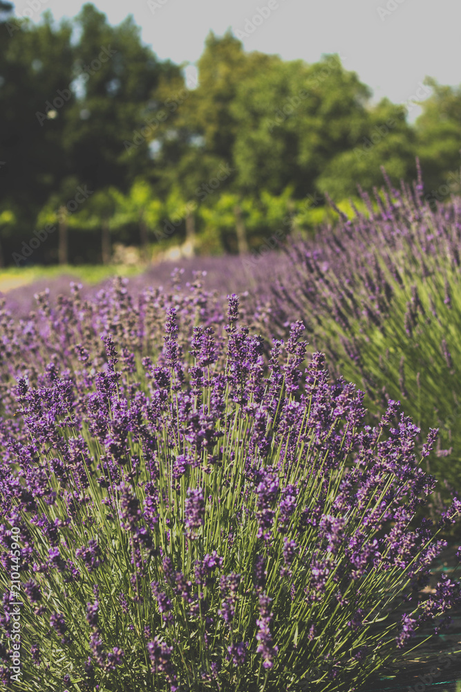 Naklejka premium Lavander Bloming In Summer 