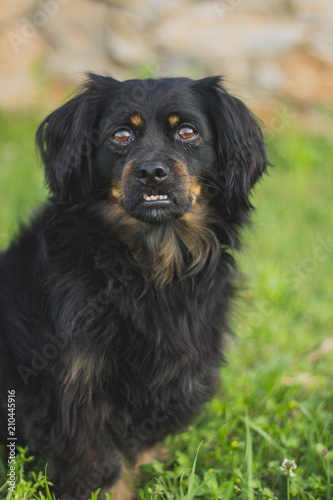 Dog Portrait In Nature