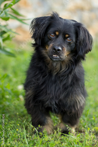 Dog Portrait In Nature
