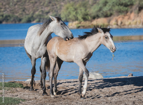 Young wild horse nipping and playing with a foal