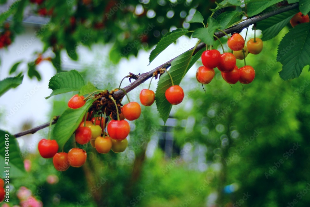 Riping sweet cherries on a branch with green leaves. Berries in german garden.