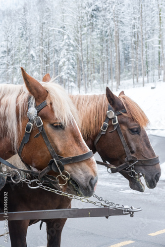 Close up of Horses in front of the carriage