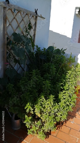 Plantación, huerto urbano.