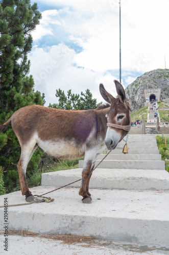 animal, deer, mammal, nature, wildlife, wild, antlers, buck, grass, stag, brown, goat, donkey, young, antler, fur, cute, farm, forest, red, park, fallow deer, field, mule, mountain, montenegro, lovcen