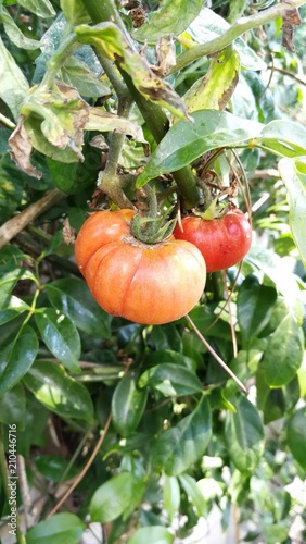 Plantación, huerto urbano.
