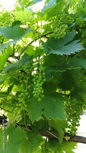 Plantación, huerto urbano.