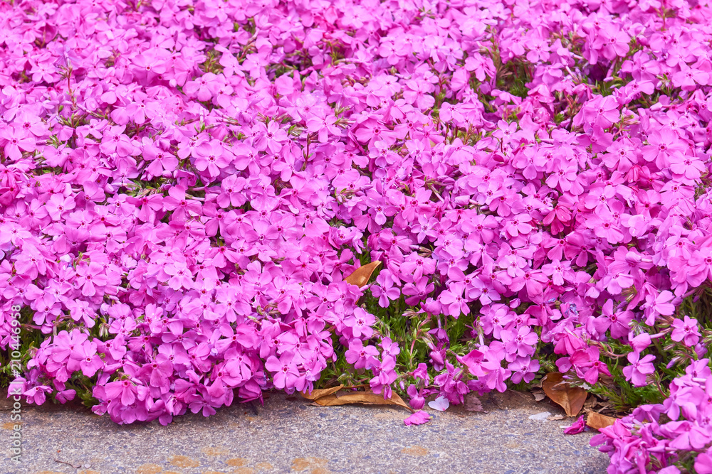 芝桜 満開 芝桜 満開