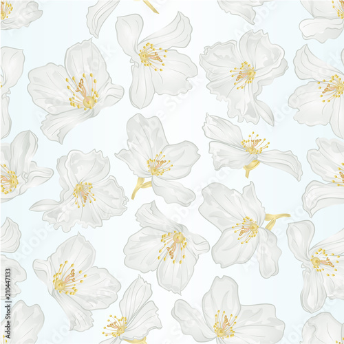 Seamless texture jasmine flowers with twigs  vintage  vector botanical illustration editable hand draw