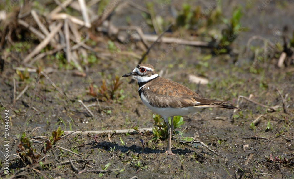 Killdeer in field Killdeer in field