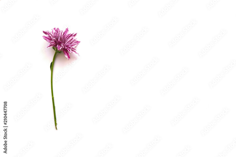 Naklejka premium One lilac chrysanthemum with white strips on a white background.
