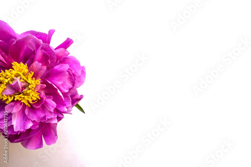 Fluffy lilac peony on a white background. Top view.