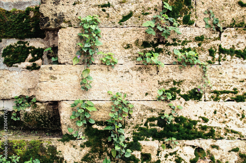 Wall of an old stone with green moss and flowers. Vintage background