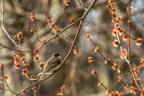 bird in tree