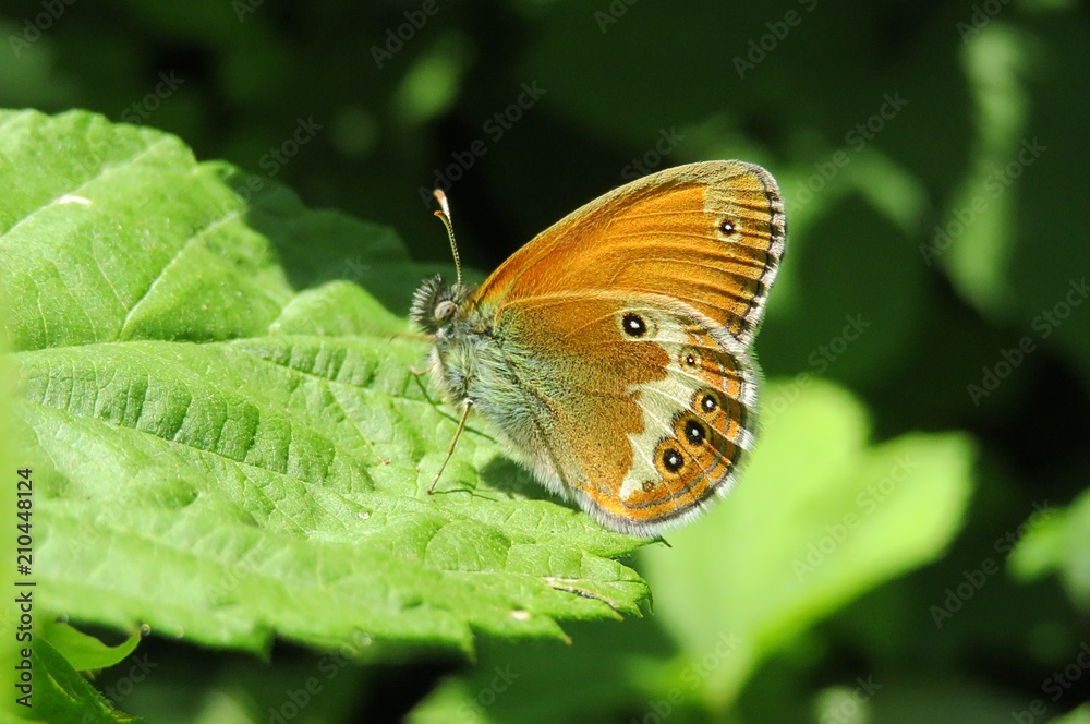Gatekeeper butterfly on a raspberry leaf in the garden, closeup Gatekeeper butterfly on a raspberry leaf in the garden, closeup