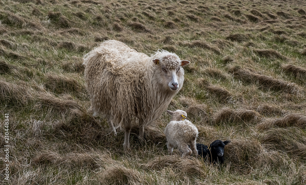 Obraz premium sheep in faeroe island