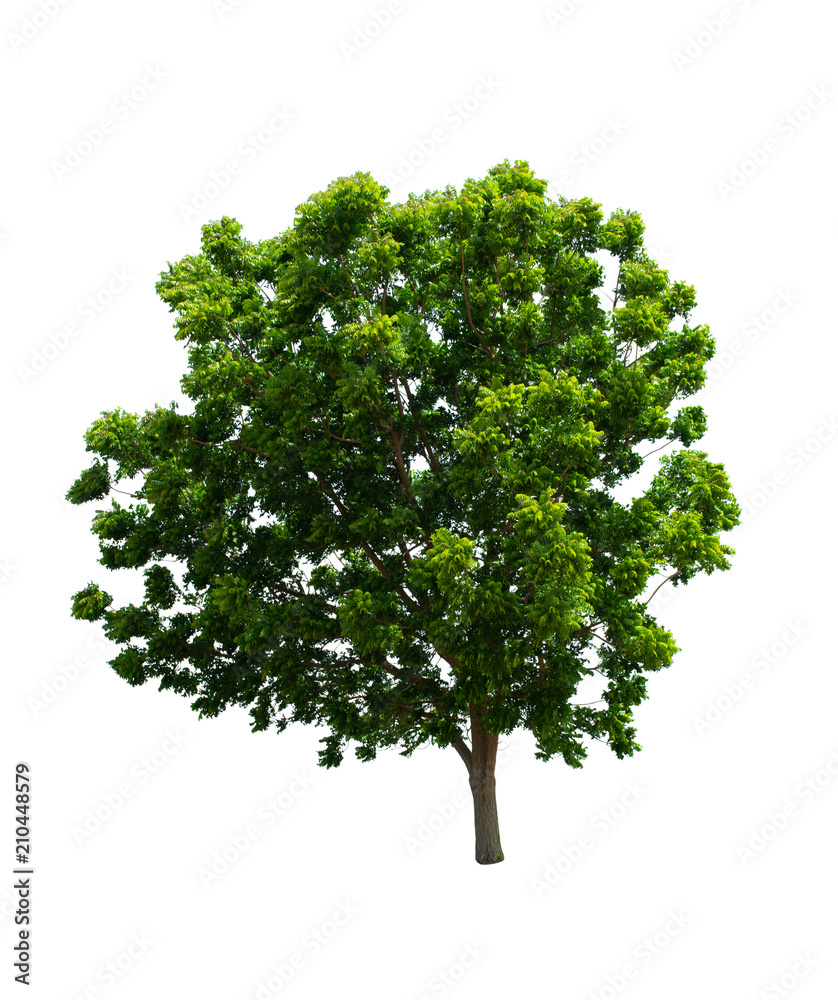 Fototapeta premium Isolated Tree on white background ,Suitable for use in landscap design, Tree from thailand, Asia