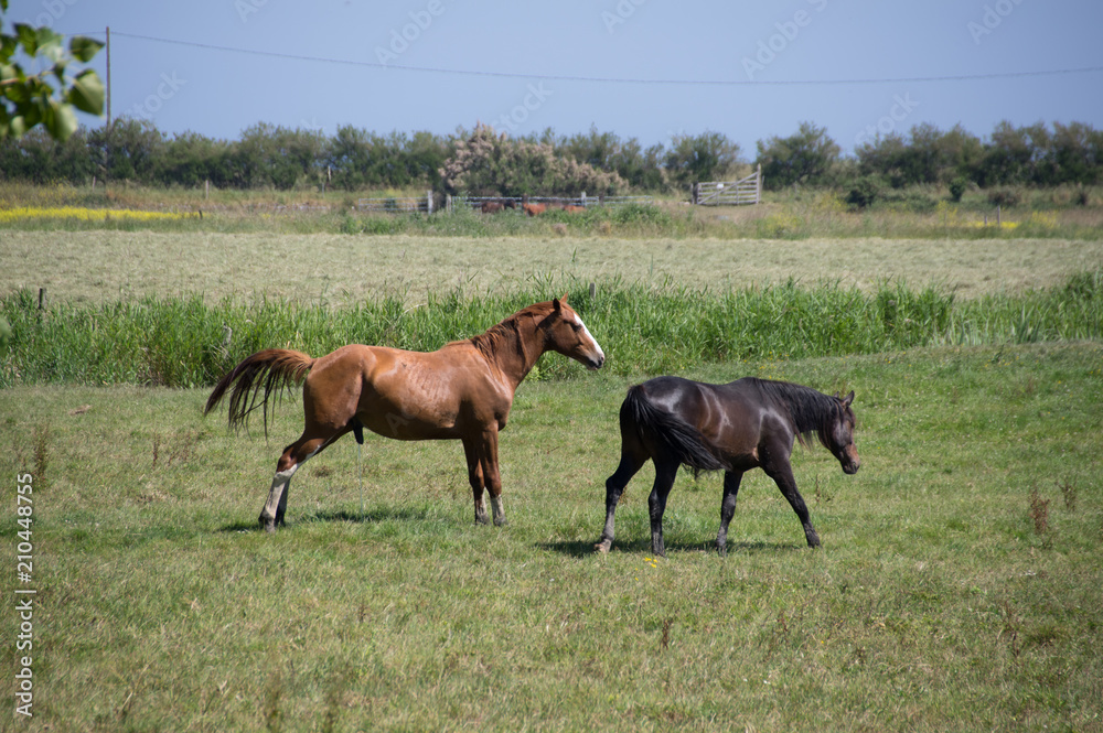 chevaux en normandie chevaux en normandie