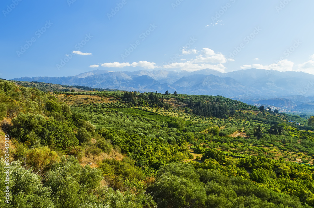 Vineyards landscape at the valleys of Heraklion, in Crete island, Greece.