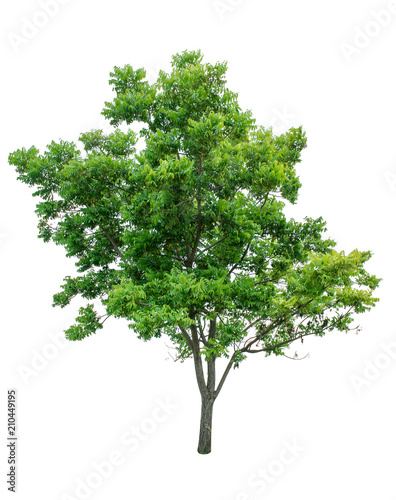 Isolated Tree on white background ,Suitable for use in landscap design, Tree from thailand, Asia