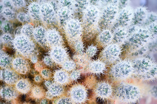 Set of cactus shoots clouse up. Mamillara prolifera