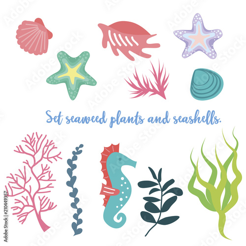 Set of seaweed, coral and shells. Vector illustration