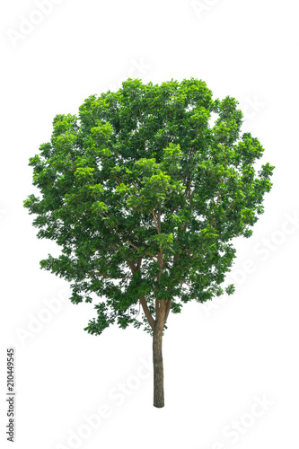 Isolated Tree on white background  Suitable for use in landscap design  Tree from thailand  Asia